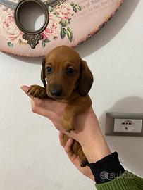 Bassotto nano tedesco