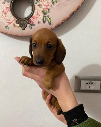 Bassotto nano tedesco