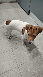 Jack russell