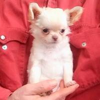 Cucciola chihuahua crema PL