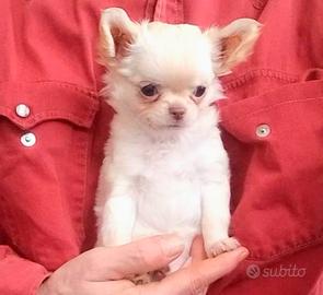 Cucciola chihuahua crema PL