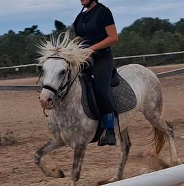 Pony