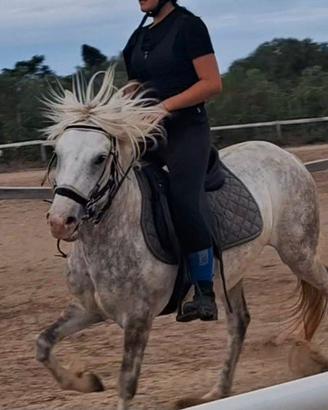 Pony