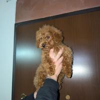 Barboncino Red Toy