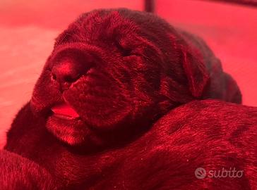 Cane corso cuccioli con pedigree