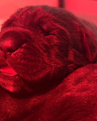 Cane corso cuccioli con pedigree