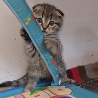 Gatto scottish shorthair e longhair