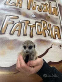 Baby Suricata in 4 rate