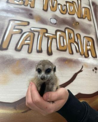 Baby Suricata in 4 rate