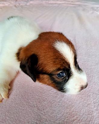 Jack Russell broken