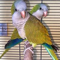Coppia Parrocchetti Monaci