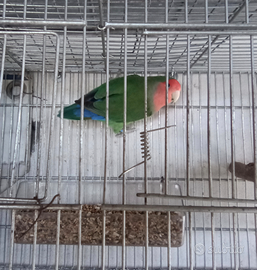 Inseparabile maschio NT