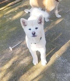Akita inu cuccioli con pedigree selezionati