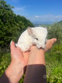 Cincillà