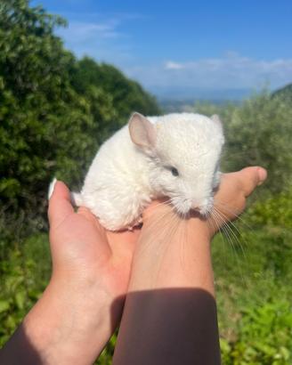 Cincillà