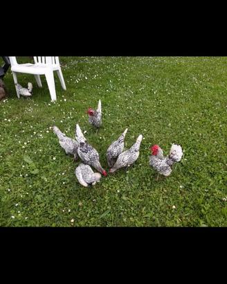 Galline sebright