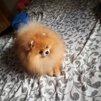 Spitz di Pomerania per monta