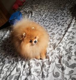 Spitz di Pomerania per monta