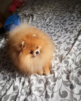 Spitz di Pomerania per monta