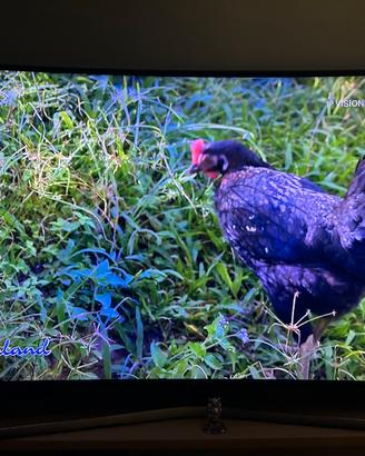 Tv samsung 55 pollici