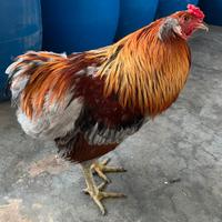 Galletti Araucana con auricolari 7 mesi