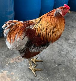 Galletti Araucana con auricolari 7 mesi
