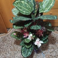Pianta da Arredamento 