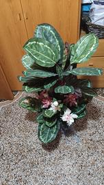 Pianta da Arredamento 