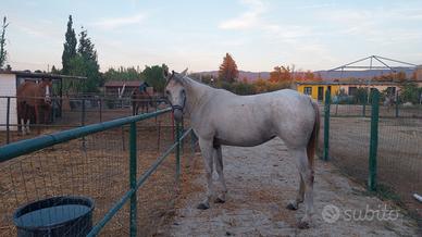 Cavalla