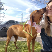 Poppi segugia allegra e affettuosa