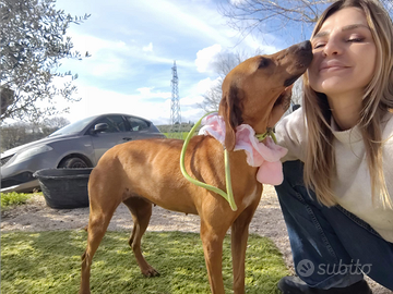 Poppi segugia allegra e affettuosa