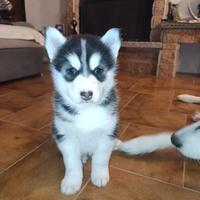 Husky siberian