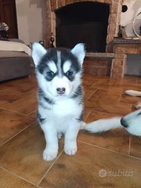 Husky siberian