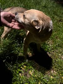 Cucciolo meticcio cane