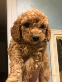 Cucciolo barboncino nano