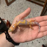 Geco leopardino