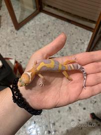 Geco leopardino