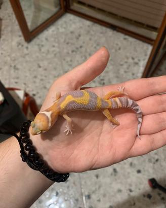 Geco leopardino