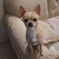 Chihuhua da monta (accoppiamento)