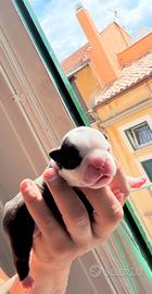 Bulldog francesi
