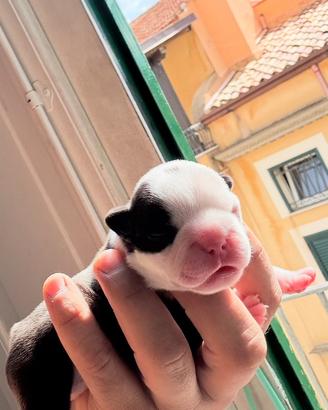 Bulldog francesi