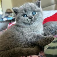 Cuccioli scottish fold e straight