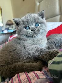 Cuccioli scottish fold e straight