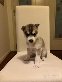 Cuccioli Siberian Husky
