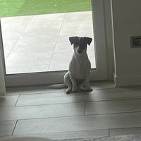 Jack Russell maschio