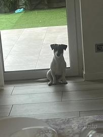 Jack Russell maschio