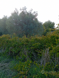 Terreno area edificabile