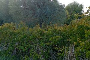 Terreno area edificabile