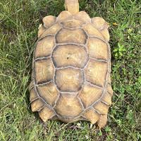 Tartaruga Geochelone Sulcata