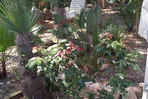 Casa vacanze Marina di Bibbona